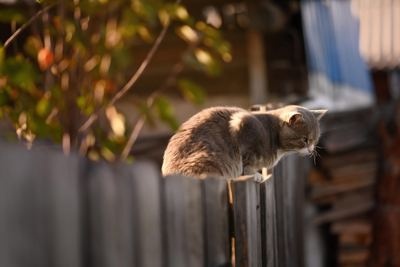 A grey cat sat on a fence in a garden